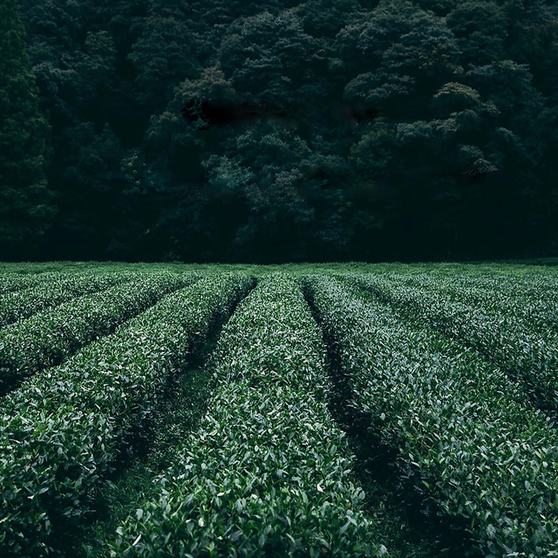 Entry-level tea lover subscription (basic)