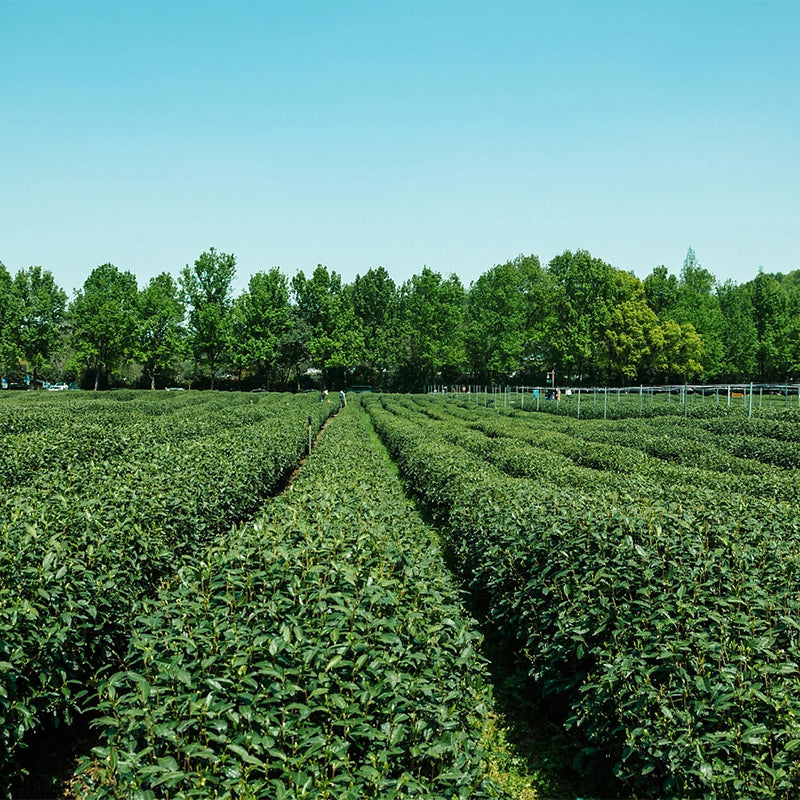 Quarterly Tea Subscription Package