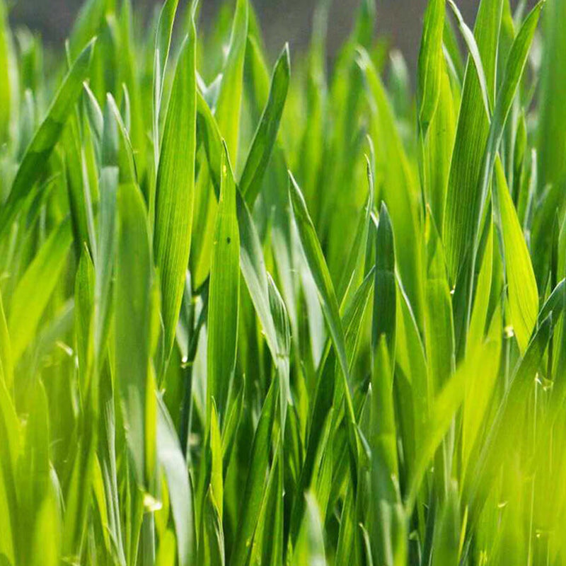 Barley Grass Prebiotic Green Juice3.5g*20 pieces