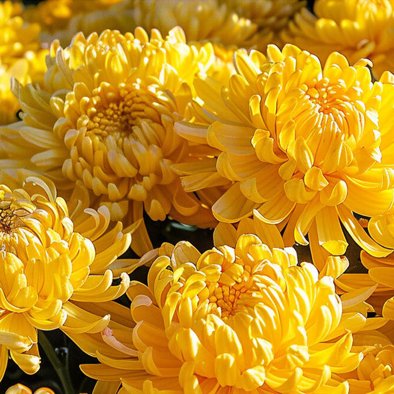 Golden chrysanthemum tea 15g*30 flowers